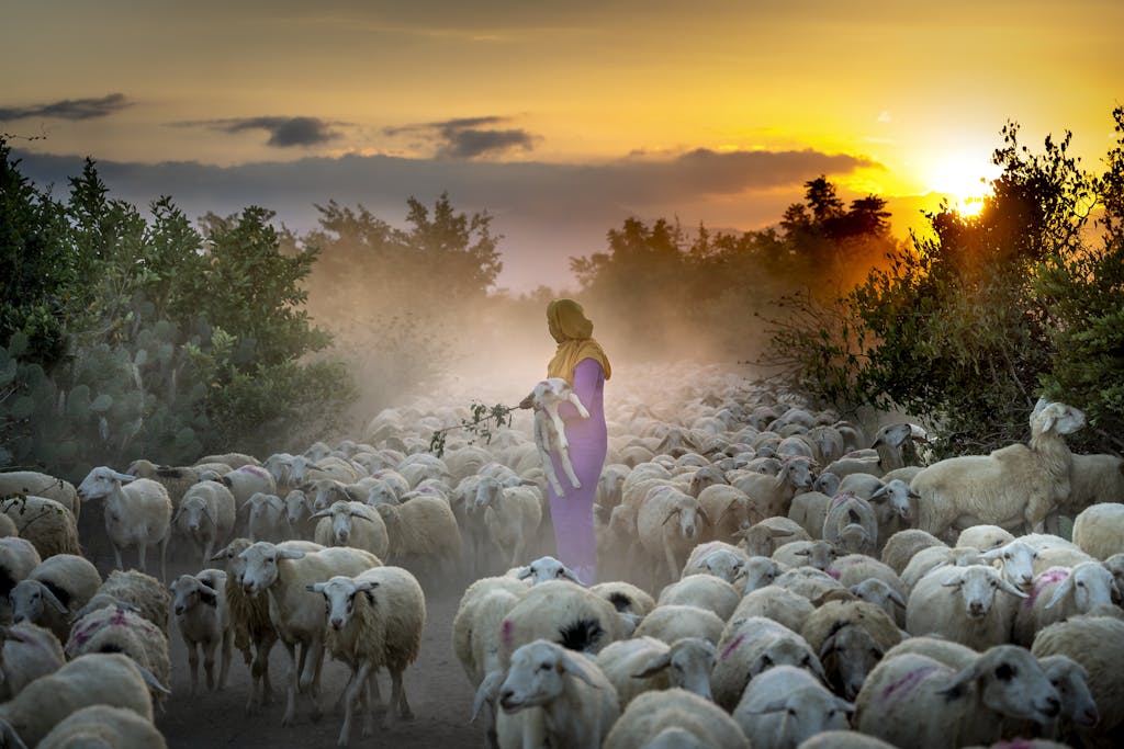 A shepherd woman oversees a flock of sheep at sunrise, creating a serene pastoral scene.