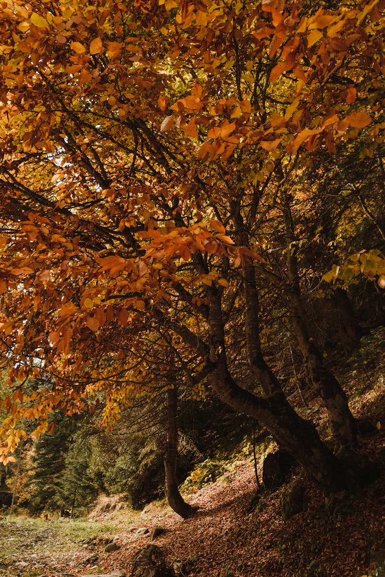 Golden autumn leaves in a serene forest setting.