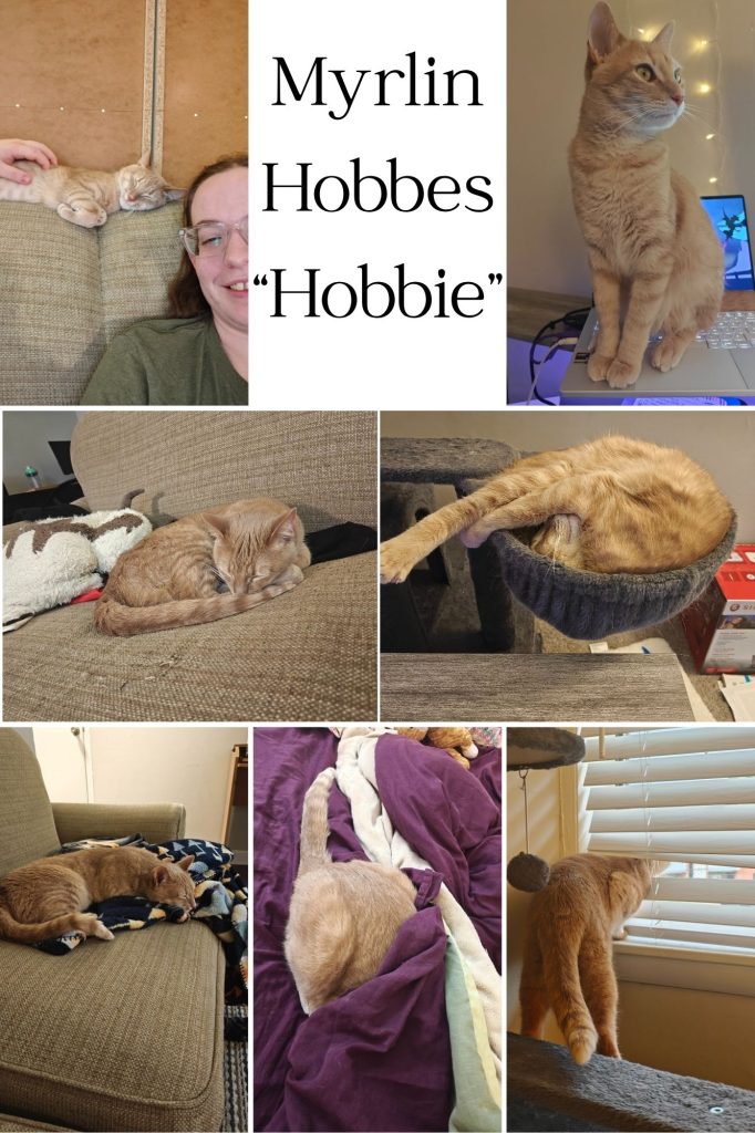 Myrlin Hobbie Collage

Top Left: The top half of an orange cat is laid on its side along the top of a tan couch, eyes peacefully closed in sleep, and his front paw tucked close to his body. There is a hand on the cat from the left, and half the face of a caucasian female with long dark hair, clear glasses, and a green shirt is in the photo’s bottom right corner.

Top Middle: Text that reads “Myrlin Hobbes ‘Hobbie’” in stylized serif font.

Top Right: The full body of an orange cat is visible, sitting on it’s rear. The body of the cat angles toward the left, while it’s head it turned toward the right. The cat is sitting on top of a laptop keyboard, the screen awake with some image on the screen and cords coming out the side. The wall behind the cat is landlord beige, with fairy lights dangling.

Middle Left: A tilted photo, about 30 degrees to the left, showcases an orange cat sleeping, curled into a small ball, its tail wrapped around its feet and face. The cat is on a tan couch, with a black and red blanket and white and brown pillow beyond it.

Middle right: The grey cloth basket of a cat tree cradles a sleeping orange cat. The cat lays on its back, with its legs splayed past its face as if folded in half.

Bottom left: An orange cat snoozes on a multicolored blanket half-on, half-hanging-off the tan cloth couch. The cat is curled but not in a full ball, instead the tail merely covers the feet while the cats chin rests on a fold in the blanket.

Bottom middle: The haunches and tail of an orange cat are visible atop a grape purple bedsheet as the rest of the body forms a lump underneath the layers of blankets in purple, green, and tan on the bed.

Bottom Right: An orange cat sticks its head through the white horizontal blind slats over a window. The head itself is barely visible. Its shoulders are on the near side of the blinds, and its forepaws hold it on the window sill. Its back legs stretch across the gap to a grey cloth cat tree, which has a platform and a dangling toy in view.